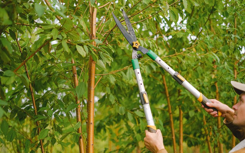 Tree trimming in West Valley, NY